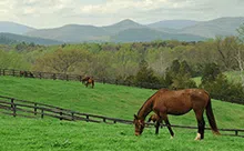 Virginia Horse Farms