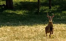 Virginia Hunting Land