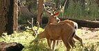 Virginia Hunting Land