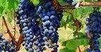 Wineries And Vineyards