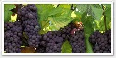 The Ideal Environment For Wine