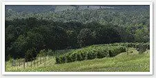 A Quick Guide to Buying a Vineyard
