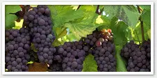 North Carolina Grapes