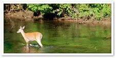 Life on the River