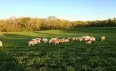 Albemarle Farms $500,000