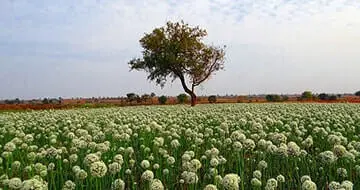NOVA Farm Land