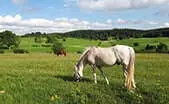 Harrisonburg Farms for Sale