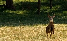 Virginia Hunting Land for Sale