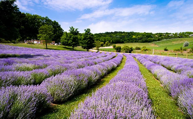 Northern Virginia Farms for Sale